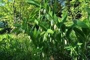 86 Molte piante fiorite del Sigillo di Salomone (Polygonatum multiflorum)